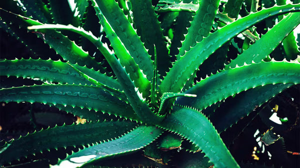 Aloe Vera