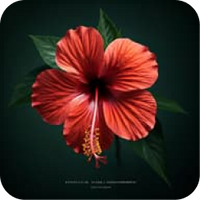 Hibiscus
